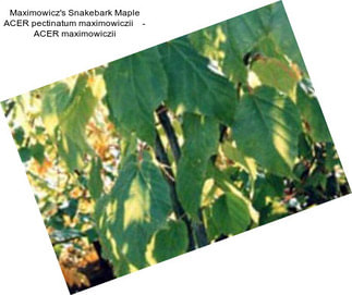 Maximowicz\'s Snakebark Maple ACER pectinatum maximowiczii    - ACER maximowiczii
