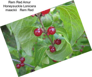 Rem Red Amur Honeysuckle Lonicera maackii   Rem Red