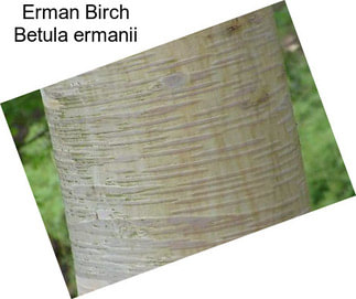 Erman Birch Betula ermanii