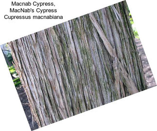 Macnab Cypress, MacNab\'s Cypress Cupressus macnabiana