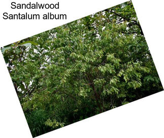 Sandalwood Santalum album