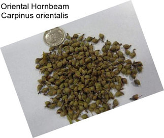 Oriental Hornbeam Carpinus orientalis