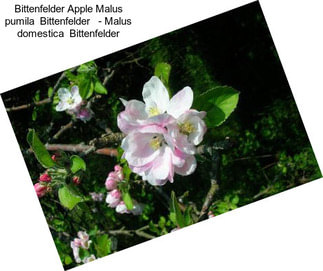 Bittenfelder Apple Malus pumila  Bittenfelder   - Malus domestica  Bittenfelder