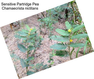 Sensitive Partridge Pea Chamaecrista nictitans