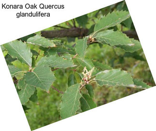 Konara Oak Quercus glandulifera