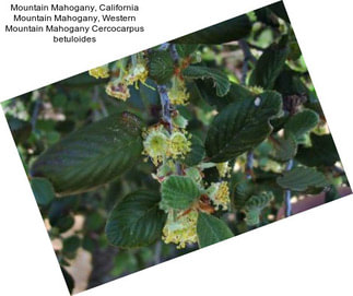 Mountain Mahogany, California Mountain Mahogany, Western Mountain Mahogany Cercocarpus betuloides