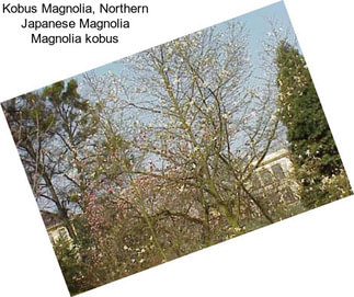 Kobus Magnolia, Northern Japanese Magnolia Magnolia kobus