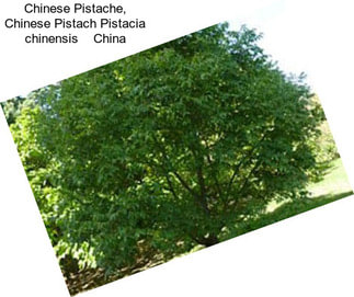 Chinese Pistache, Chinese Pistach Pistacia chinensis    China