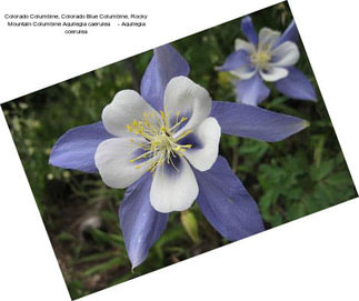 Colorado Columbine, Colorado Blue Columbine, Rocky Mountain Columbine Aquilegia caerulea     - Aquilegia coerulea