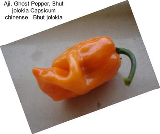 Aji, Ghost Pepper, Bhut jolokia Capsicum chinense   Bhut jolokia