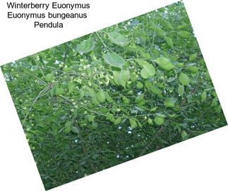 Winterberry Euonymus Euonymus bungeanus  Pendula