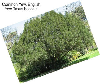 Common Yew, English Yew Taxus baccata