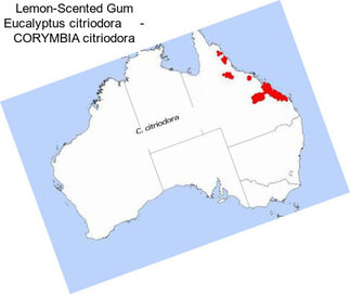 Lemon-Scented Gum Eucalyptus citriodora     - CORYMBIA citriodora