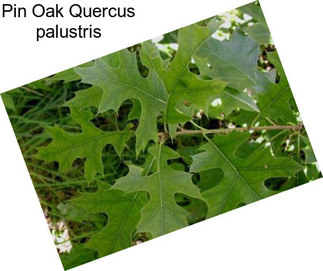 Pin Oak Quercus palustris