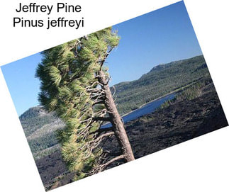 Jeffrey Pine Pinus jeffreyi