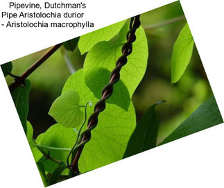 Pipevine, Dutchman\'s Pipe Aristolochia durior     - Aristolochia macrophylla