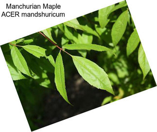 Manchurian Maple ACER mandshuricum