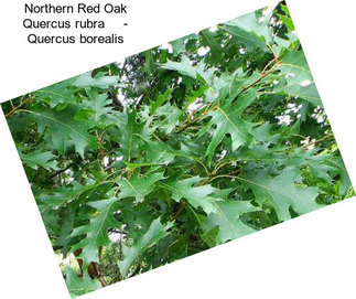 Northern Red Oak Quercus rubra     - Quercus borealis