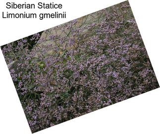 Siberian Statice Limonium gmelinii