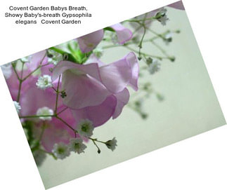 Covent Garden Babys Breath, Showy Baby\'s-breath Gypsophila elegans   Covent Garden