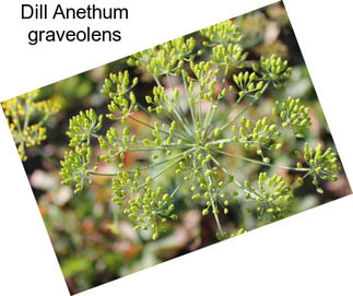 Dill Anethum graveolens