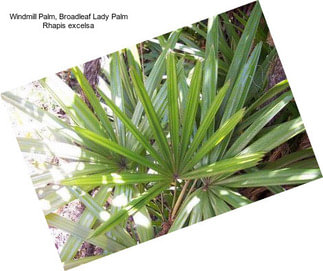 Windmill Palm, Broadleaf Lady Palm Rhapis excelsa