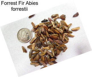 Forrest Fir Abies forrestii