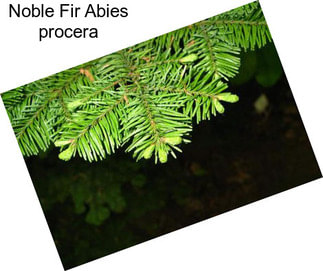 Noble Fir Abies procera