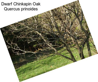 Dwarf Chinkapin Oak Quercus prinoides