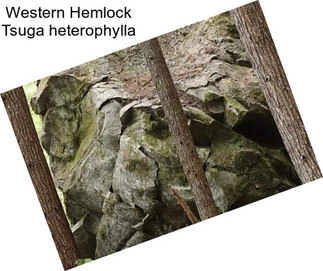 Western Hemlock Tsuga heterophylla