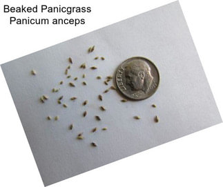 Beaked Panicgrass Panicum anceps