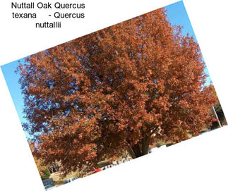 Nuttall Oak Quercus texana     - Quercus nuttallii