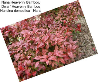 Nana Heavenly Bamboo, Dwarf Heavenly Bamboo Nandina domestica   Nana