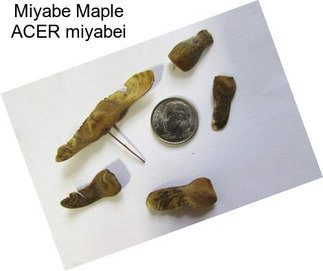 Miyabe Maple ACER miyabei