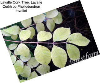 Lavalle Cork Tree, Lavalle Corktree Phellodendron lavallei