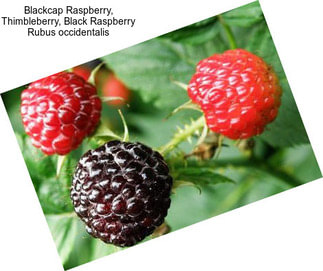 Blackcap Raspberry, Thimbleberry, Black Raspberry Rubus occidentalis