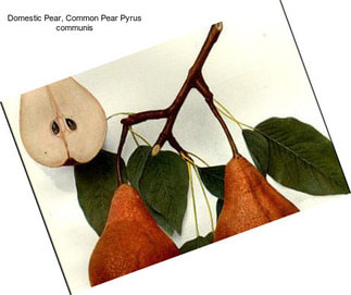 Domestic Pear, Common Pear Pyrus communis