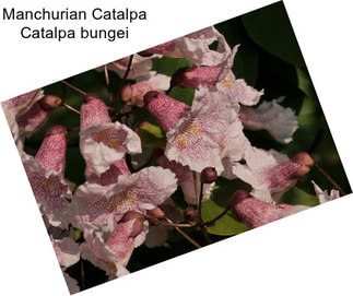 Manchurian Catalpa Catalpa bungei