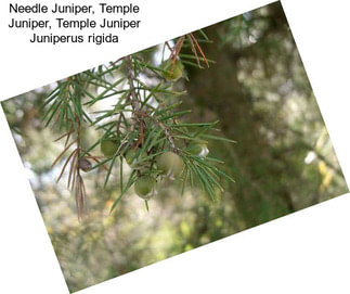 Needle Juniper, Temple Juniper, Temple Juniper Juniperus rigida