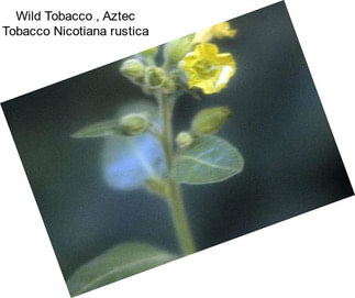Wild Tobacco , Aztec Tobacco Nicotiana rustica