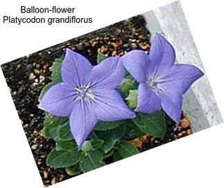 Balloon-flower Platycodon grandiflorus