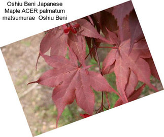 Oshiu Beni Japanese Maple ACER palmatum matsumurae  Oshiu Beni