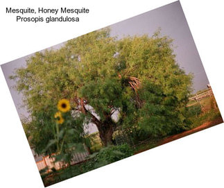 Mesquite, Honey Mesquite Prosopis glandulosa