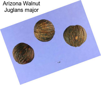 Arizona Walnut Juglans major