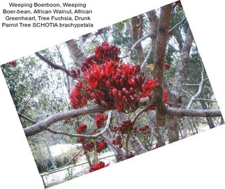 Weeping Boerboon, Weeping Boer-bean, African Walnut, African Greenheart, Tree Fuchsia, Drunk Parrot Tree SCHOTIA brachypetala