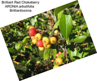 Brilliant Red Chokeberry ARONIA arbutifolia   Brilliantissima