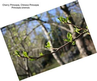 Cherry Prinsepia, Chinese Prinsepia Prinsepia sinensis