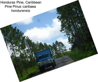 Honduras Pine, Caribbean Pine Pinus caribaea  hondurensis
