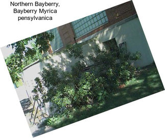 Northern Bayberry, Bayberry Myrica pensylvanica