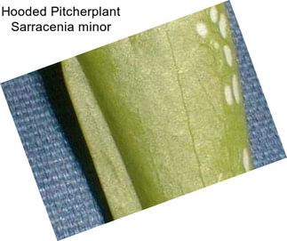 Hooded Pitcherplant Sarracenia minor